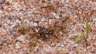 Tiny Red Ants Removing Sand From Their Burrow