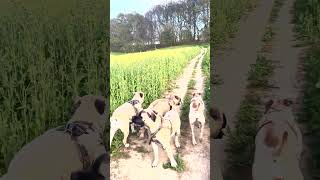 Field Walks Are Great For Dogs.