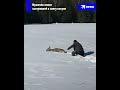 Мужик в Якутии помог застрявшей в снегу косуле
