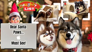 Santa's Naughty List: Elf Catches Dogs on Camera! #funnydogs