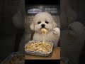 he Cheese Stretches THIS Much… 🧀 Mochi’s Real Spaghetti Mukbang🍽️치즈가 얼마나 늘어나냐면요…😳모찌의 리얼 스파게티 먹방#cute