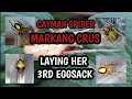 CAYMAN SPIDER MARKANG CRUS LAYING HER 3RD EGGSACK.ENJOY WATCHING😀✌️