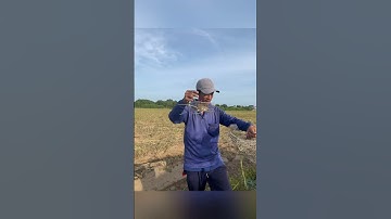 Dính nguyên luồn rồi #batchuotdong #baychuot #mientay #sanbat #thinhhanh #video #shorts #vugomsanbat