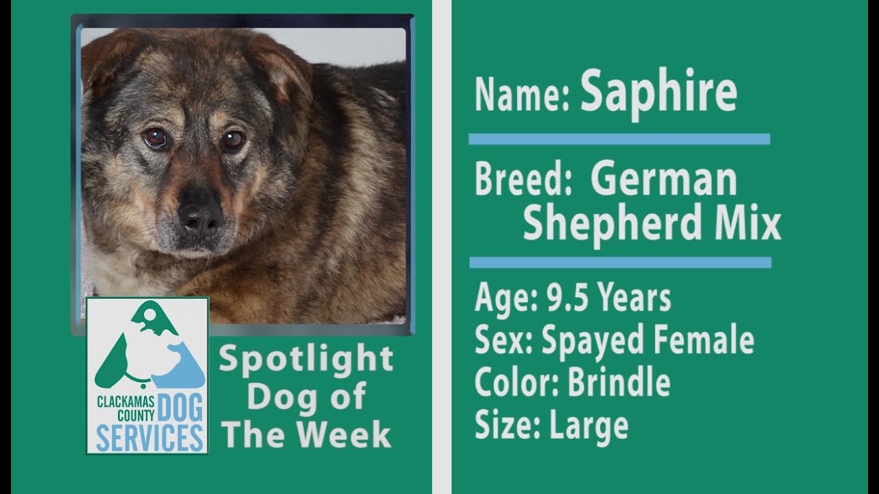 oregon dmv Dog of the Week: Saphire