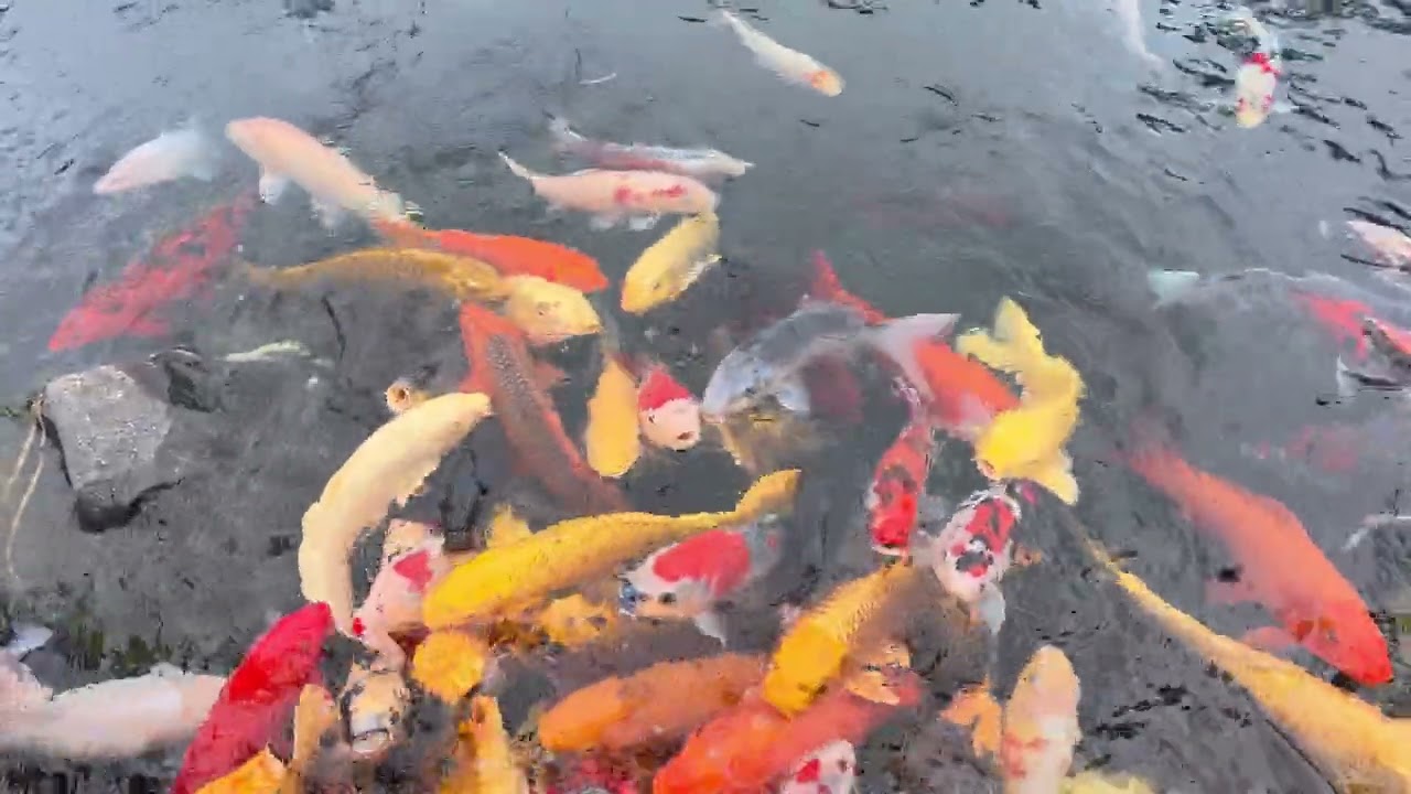 Đà Lạt 14 6 2025 Quán Cafe Cá Koi Lá Phong p10