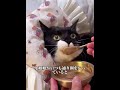 麻痺した猫が飼い主の丁寧な世話を受けて、再び命を拾った。 #犬 #動物 #動物世界 #面白い #funny