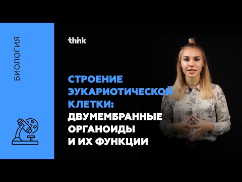 Строение эукариотической клетки: двумембранные органоиды и их функции | Биология