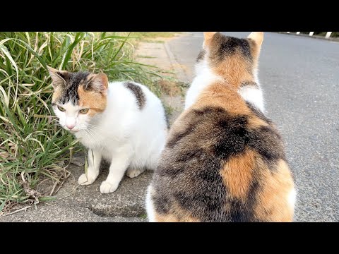 リリーの家族について【概要欄をご覧ください】