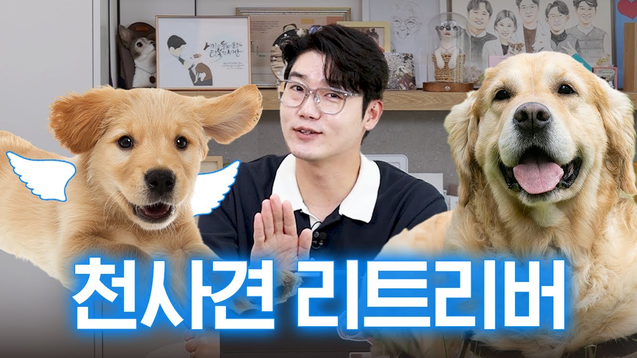 리트리버 착한 건 유전? (+ 대표질환) | 견종 설명서 | 설채현 행동학 수의사