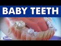 Baby teeth and the use of space maintainers ©