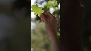 NAUSEA | an audiovisual poem about wonder, awe, nostalgia, nature, transcendence