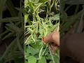 Important Tips Of Spider Plant🌱👍🏽#gardening#airpurifier plant#garden#indoorplants#shortsvideo