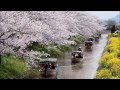 櫻の花の散るごとく 唄:黄昏煎餅