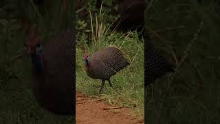 Helmeted Guineafowl 1