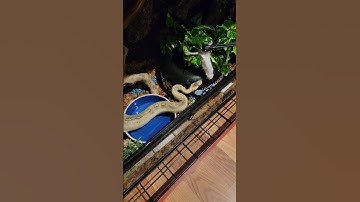 Ball Python #snake #ballpython #animals #reptiles #like #subscribe #shorts #shortvideo #shortsfeed