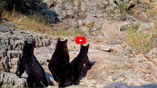 It is always exciting, when two different species show up in the same video. Here are 18 such clips!