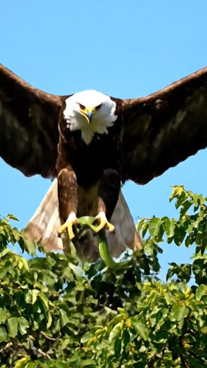the eagle caught the green snake in the tree #aegle #wildlife #birds #animals