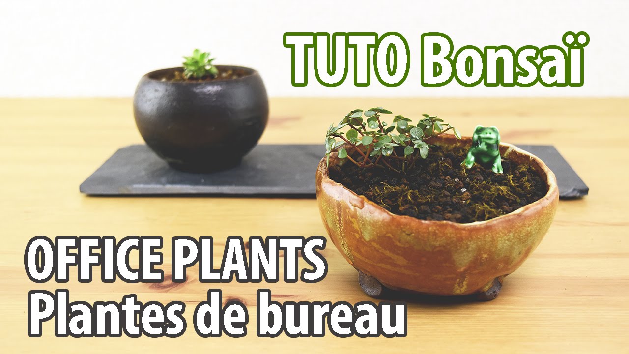 Comment Creer Une Mini Plante De Bureau 1 Youtube
