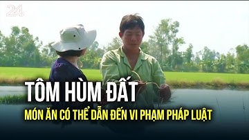 Tôm hùm đất - món ăn có thể dẫn đến vi phạm pháp luật | VTV24