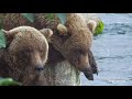 Who&#39;s The Fattest? | Best Bear Cam