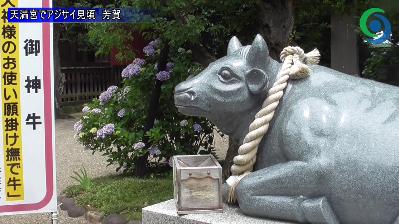 色とりどり 400株のアジサイ見頃 芳賀 天満宮 動画 地域の話題 県内主要 動画 下野新聞 Soon ニュース 下野新聞 Soon スーン