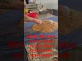 How to dry grain. Watch full video. #mycology #mushroomcultivation