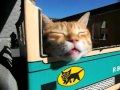 居眠り運転する猫