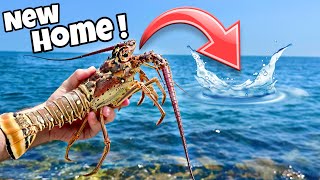Releasing My Pet Lobster Into The Ocean ! What Happens !!