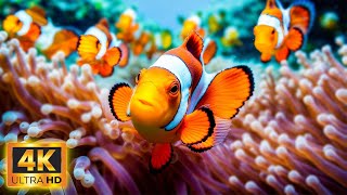 Discover Peace with 4K Ultra HD 🐠 Ultimate Relaxation Guide for Stress and Depression.