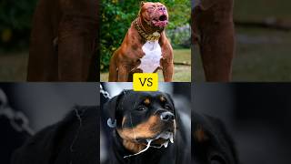 pitbull VS rottweiler #shorts