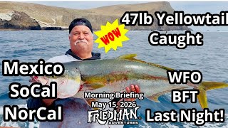 47lb Yellowtail Caught! Wide Open Bluefin Tuna Last Night | Fishing Report
