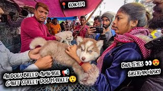 Cheap Price Dog In Kolkata | Gallif Street Pet Market Kolkata | Recent Dog Puppy Price Update | Dogs by Curious Calcutta 1,051 views 3 months ago 16 minutes