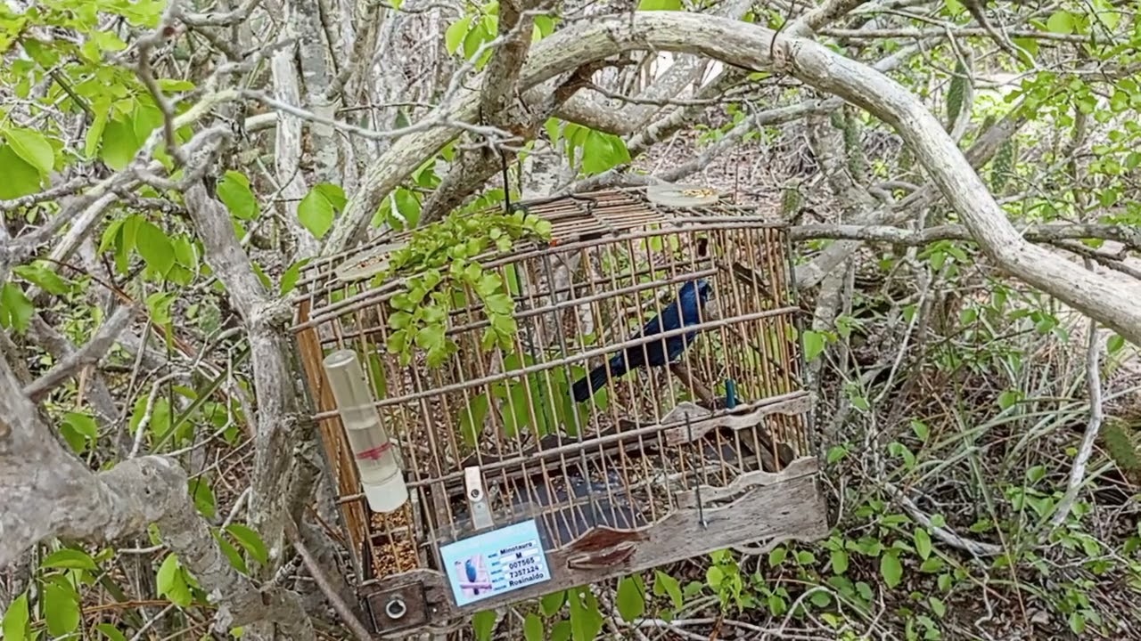 Minotauro na pegada hj dia 20 02 2026