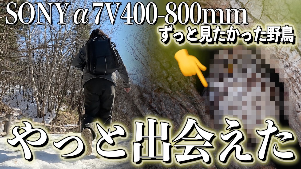 【SONYα7V】追い求めた野鳥がついに!!超望遠400-800mmを持って登山！