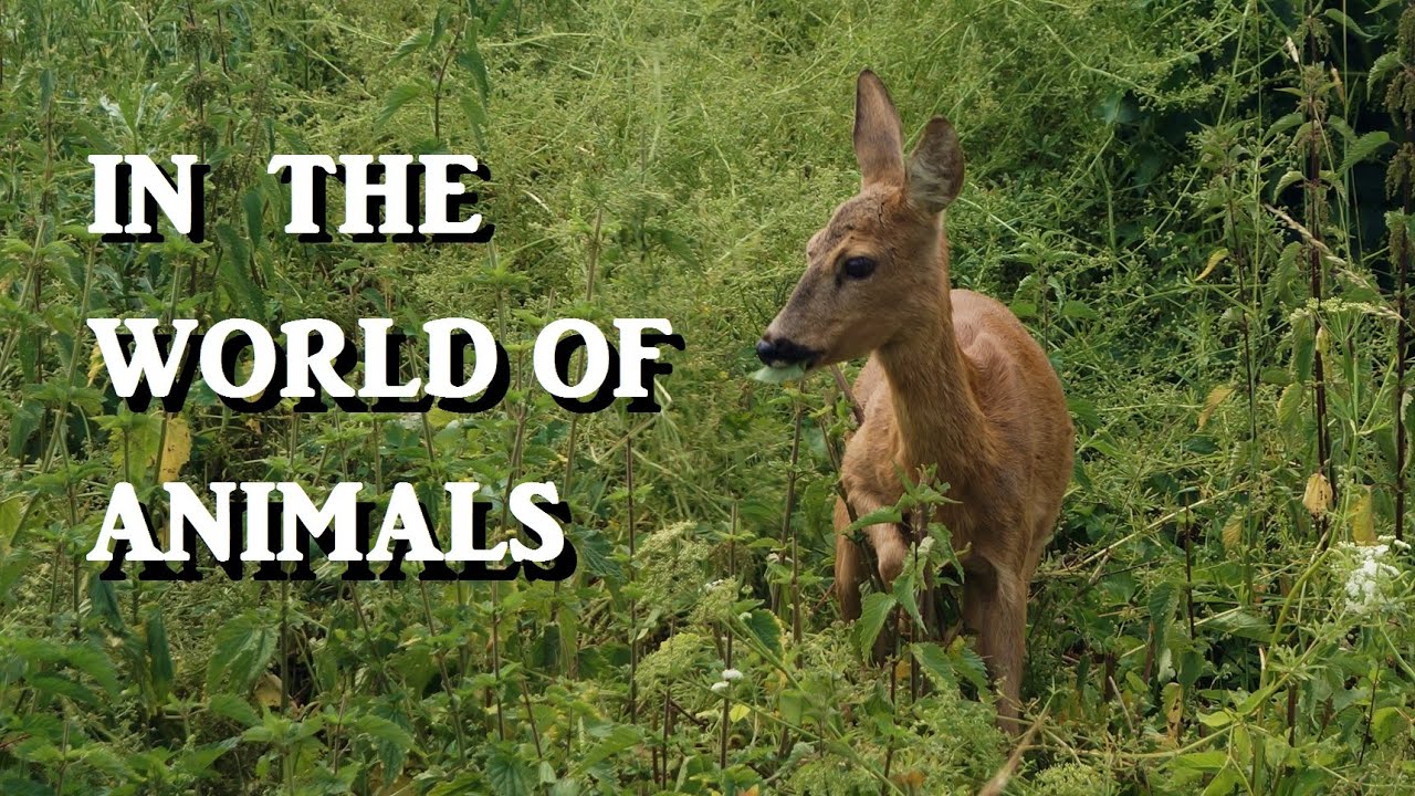 In the world of animals YouTube