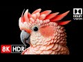 Stunning 8K Videos | Dolby Vision HDR 8K 120FPS Videos