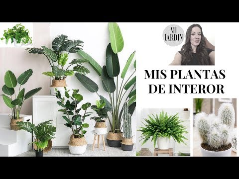 MIS PLANTAS DE INTERIOR. 🌷🌻. PLANTAS DE CUIDADOS SIMPLES.