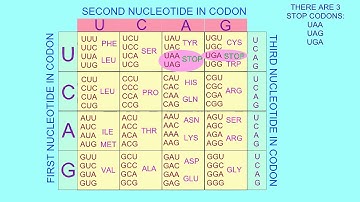 STOP & START CODONS