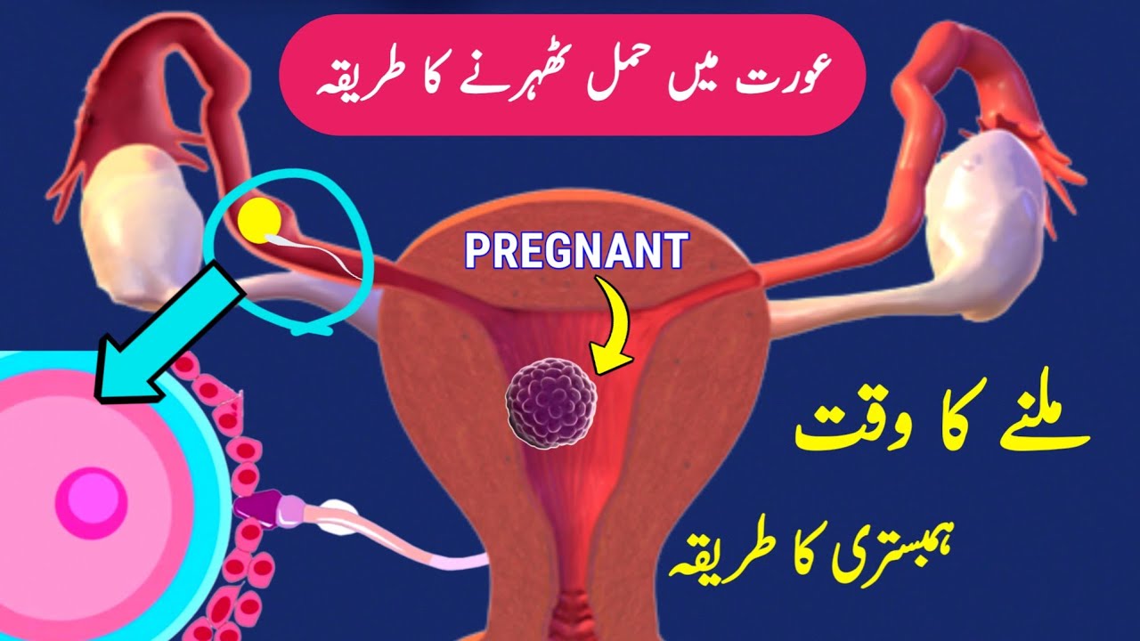 Sperm Egg Fertilization Process Pregnancy kaise Hoti Hai Pregnancy