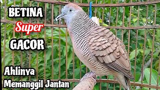 BETINA SUPER GACOR‼️Suara Perkutut BETINA Memanggil Jantan || The female turtle dove calls the male
