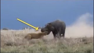 View Deadliest | Hippo Attacks - Hippo vs Lion, Zebra, Wild Dogs, Buffalo, Rhino, Ampala, Human