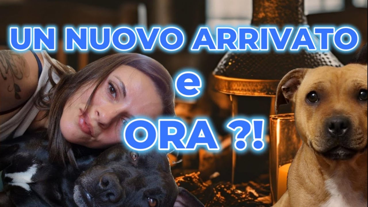 Inserimento SECONDO cane in CASA. Parliamone !