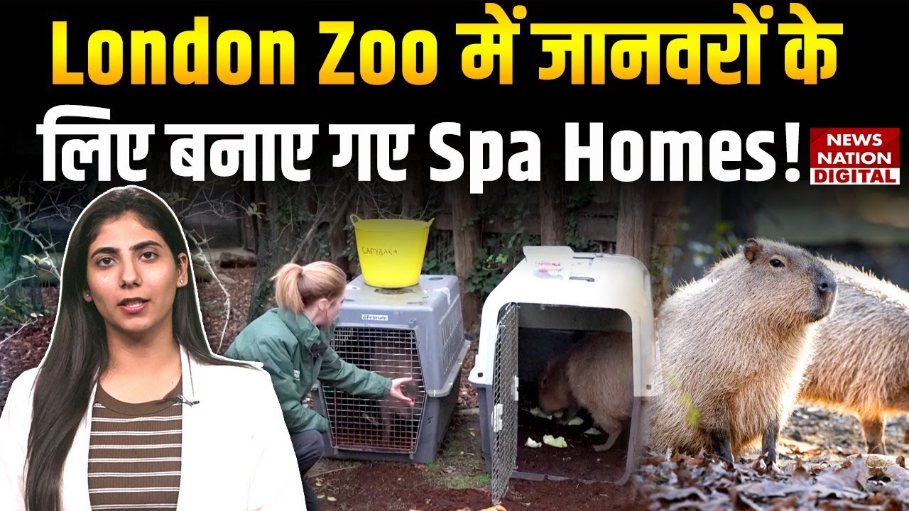 London Zoo Unveils Spa-Themed Home for Capybaras Gizmo & Kiwi | Capybaras | United Kingdom