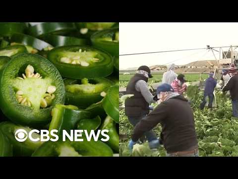 Jalapeños sold at <strong>Chipotle</strong>, Qdoba linked to salmonella surge as cyclospora outbreak continues