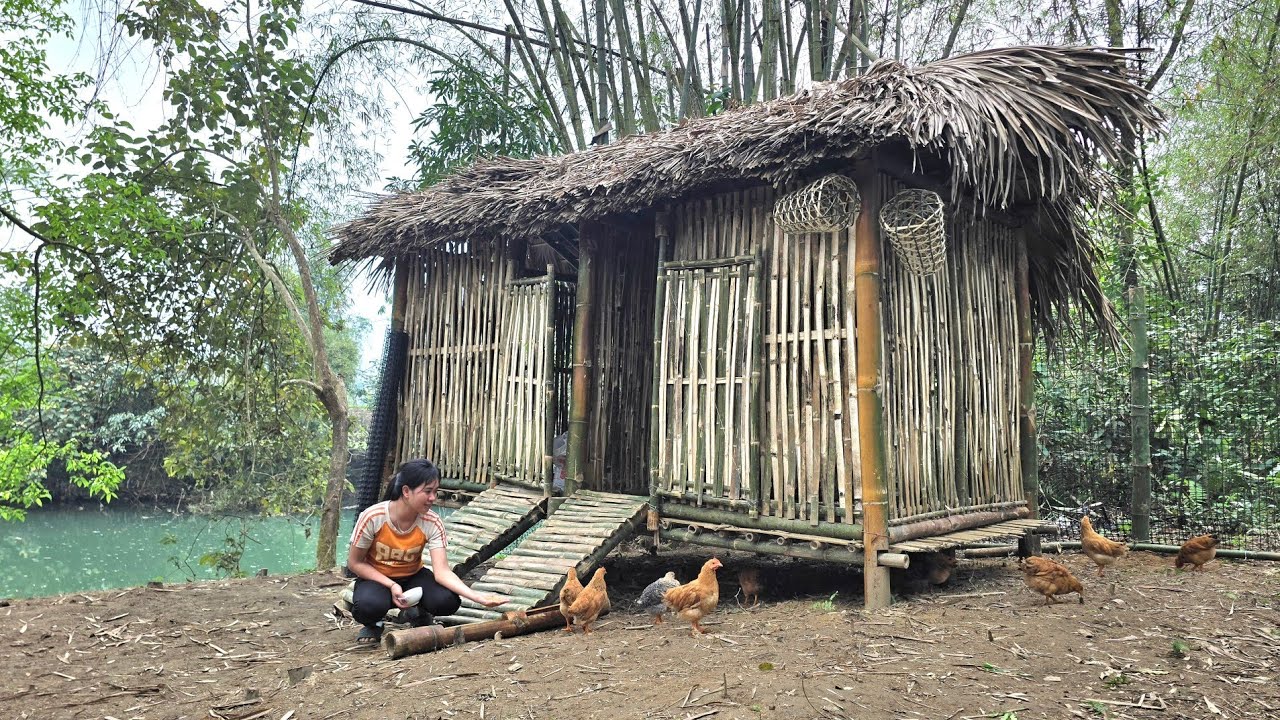 Xiao Ying went to the market to buy chicken breeds and finished building her homemade fence.