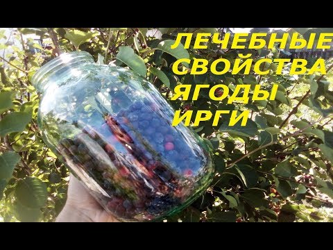 Видео: Ирга овална