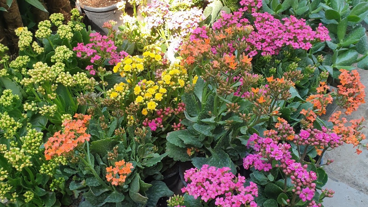 اكثار نبات كلانشوة