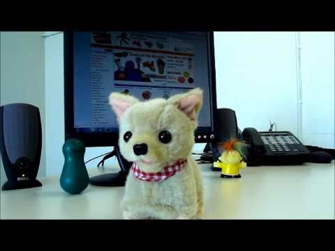 chihuahua song youtube