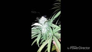 outdoor grow uk night visit