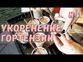 Укоренение черенков метельчатой гортензии. Часть 1